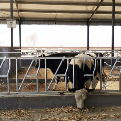 مكافحة التآكل سمك 3 مم بقرة رئيس قفل معدات تغذية الألبان