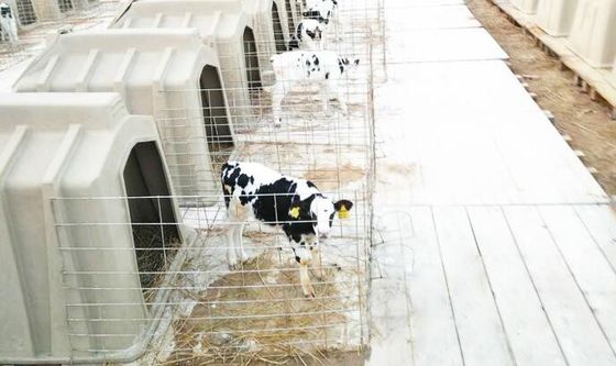 أقفاص عجول الألبان مقاومة للقلويات 98 كجم تدوم طويلاً