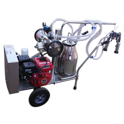 24cows / H Automatic Milk Machine SS304 معدات حلب الأغنام