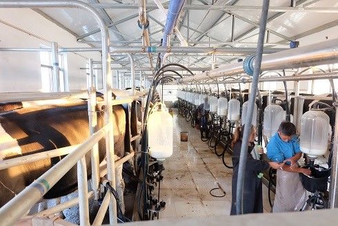 SS304 Herringbone Parlor Milking Systems معدات بقرة الألبان
